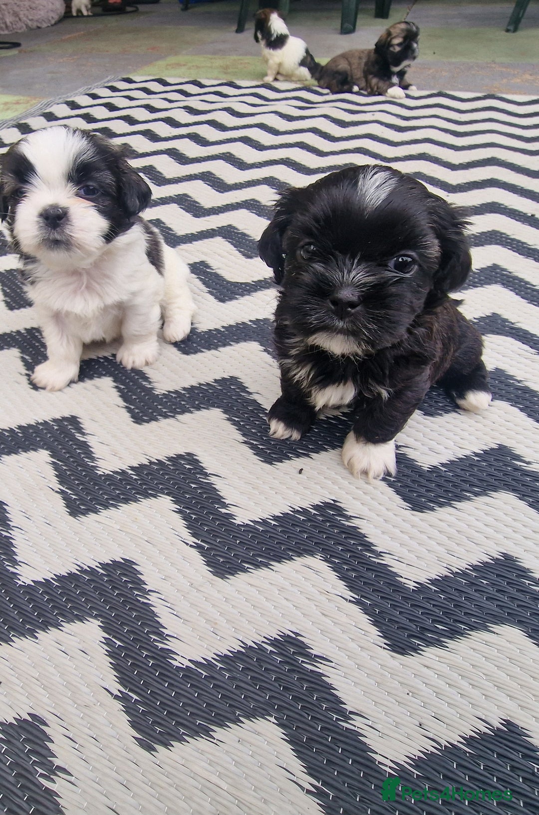 Shih Tzu dogs for sale: wonderful puppies  - Image 1