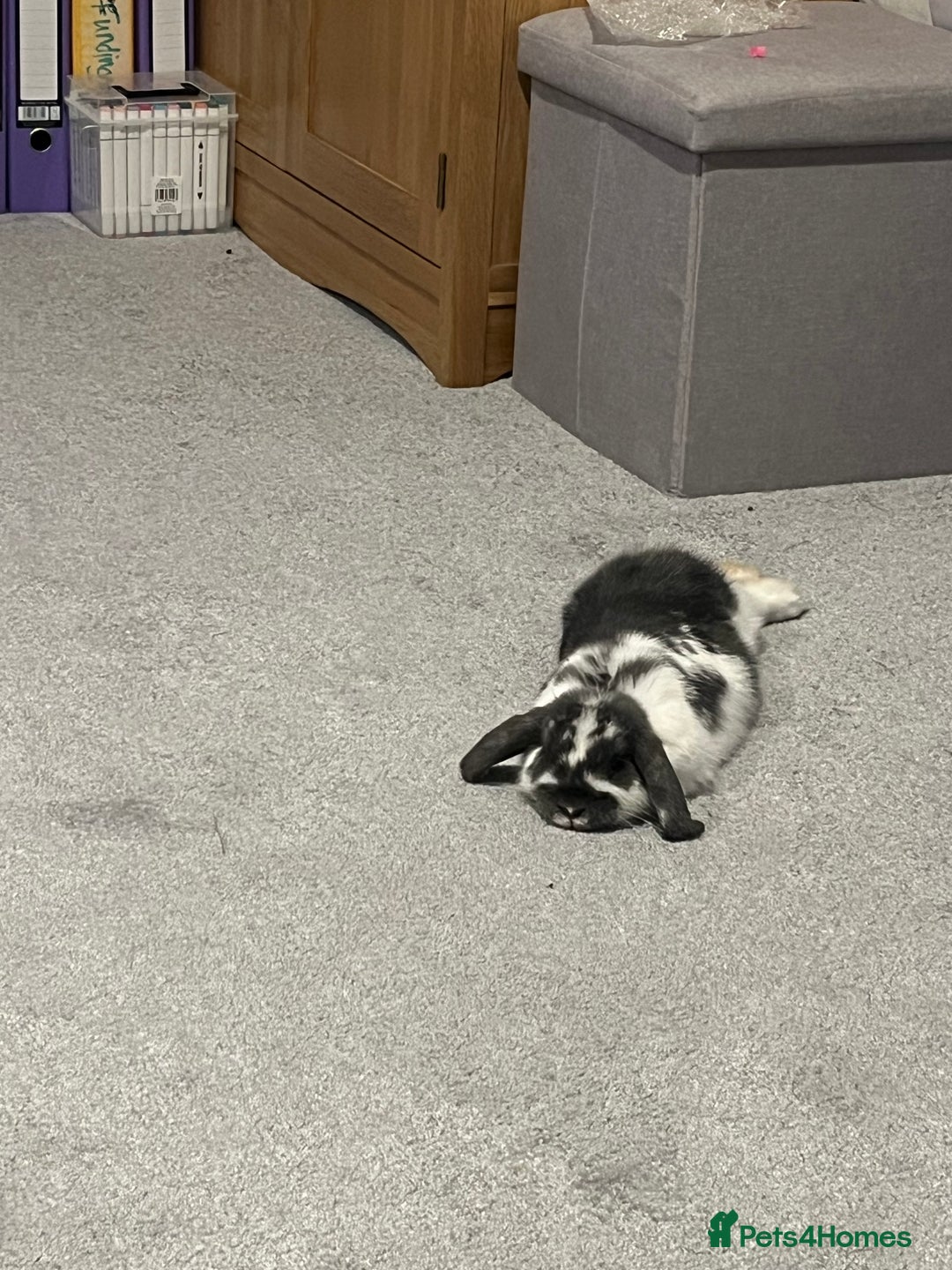 Mini Lop rabbits for sale: Mini lop  - Image 6