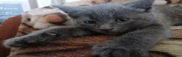 Mixed Breed cats for sale: Beautiful kitten female for sale  - Advert 8