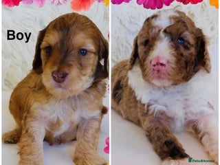 Cockapoo dogs DNA TESTED Last 2 boys READY NOW ❤️ - Advert 6