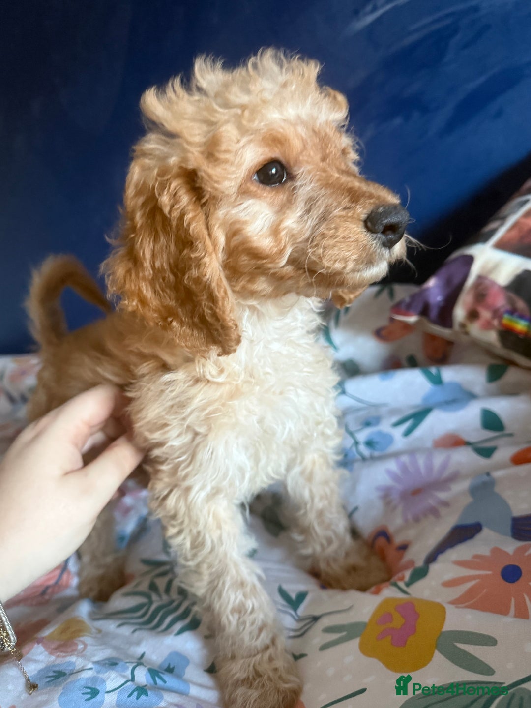 Cockapoo dogs for sale: Cockapoo Puppies For Sale  - Advert 14