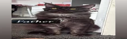 Maine Coon cats for sale: Beautiful Maine Coon kittens - Advert 20