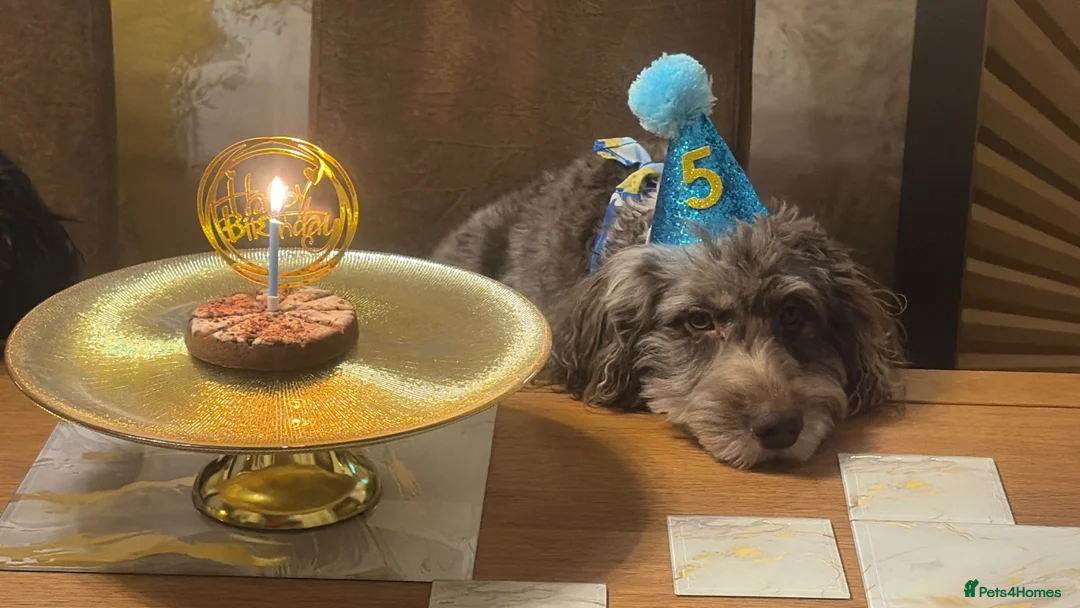 Cockapoo dogs for stud: Chocolate merle cockapoo for stud DNA checked in Windsor - Advert 2