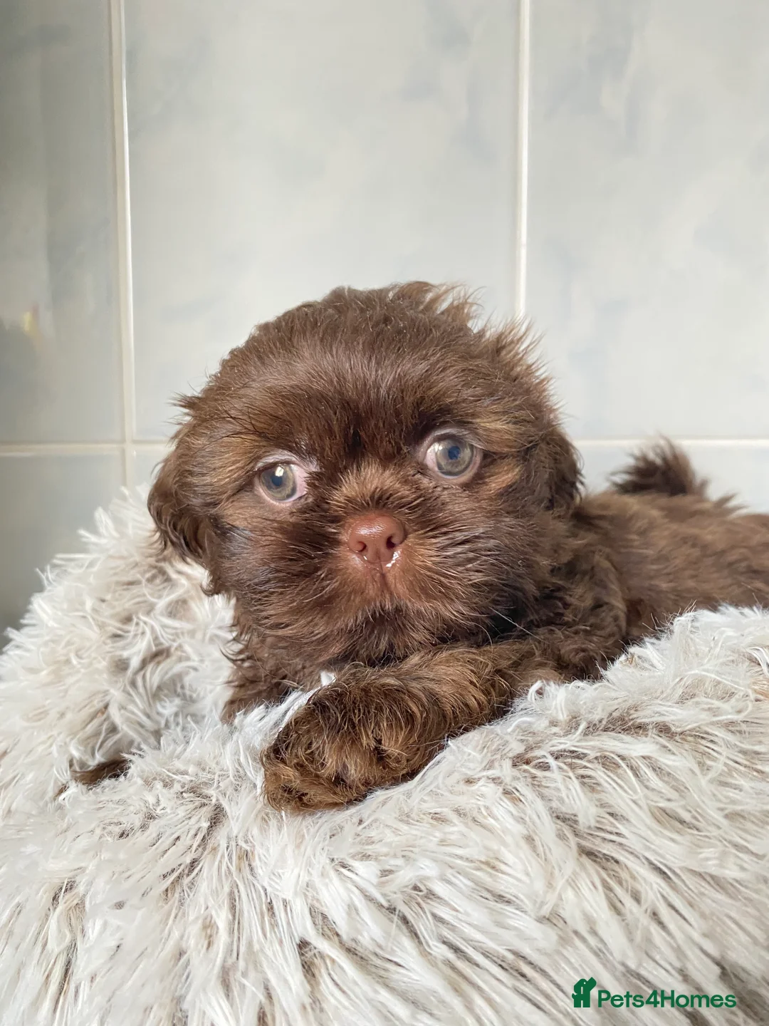 Shih Tzu dogs for sale: 💙3 shihtzu boys available now💙 - Advert 13