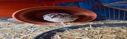 Quail poultry for sale: Male Quail - Advert 2