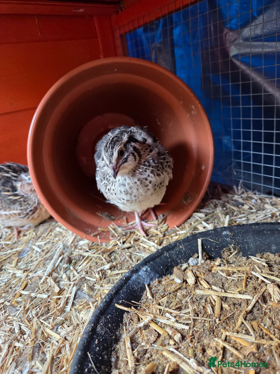 Quail poultry for sale: Male Quail - Advert 2
