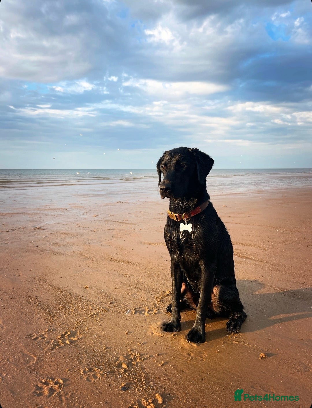 Labrador Retriever dogs for stud: Traditional Working Labrador with a Heart of Gold. - Image 6