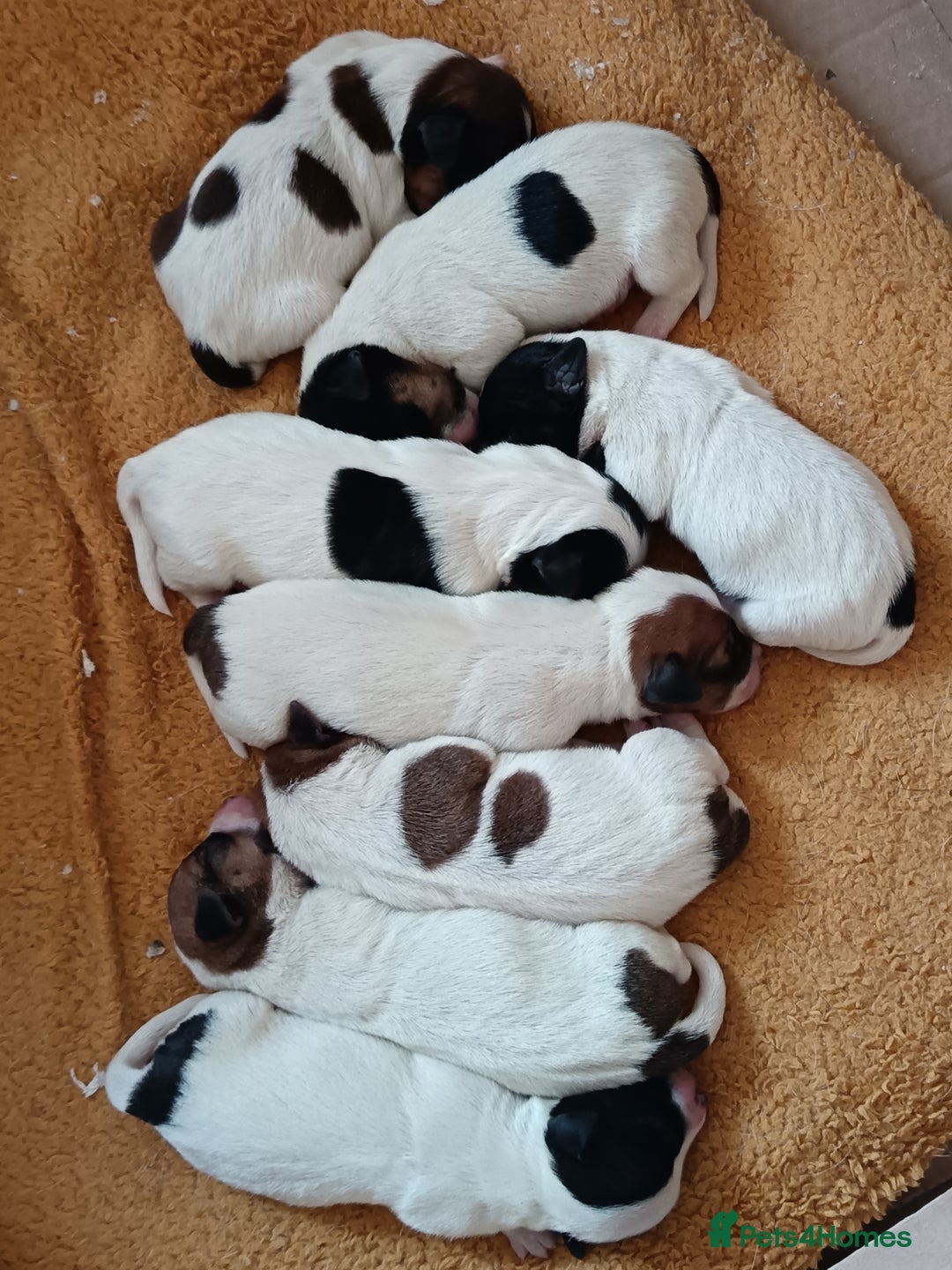 Jack Russell dogs for sale: stunning Jack Russell puppies  - Advert 2