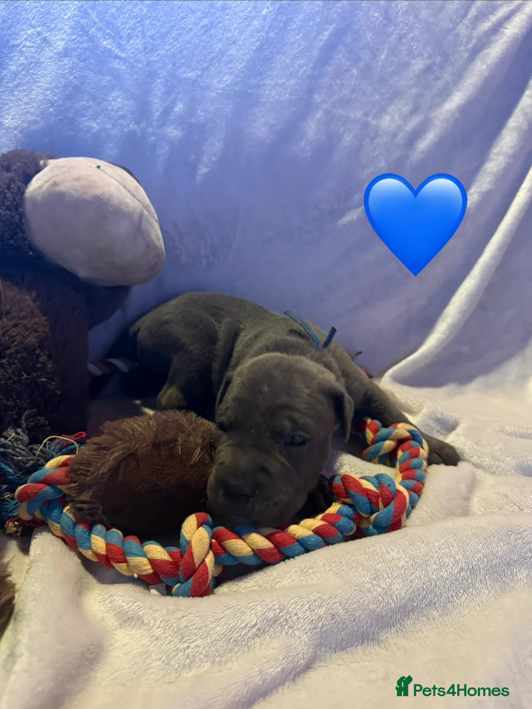 Cane Corso dogs for sale: Cane corso puppies ICCF registered  - Advert 23