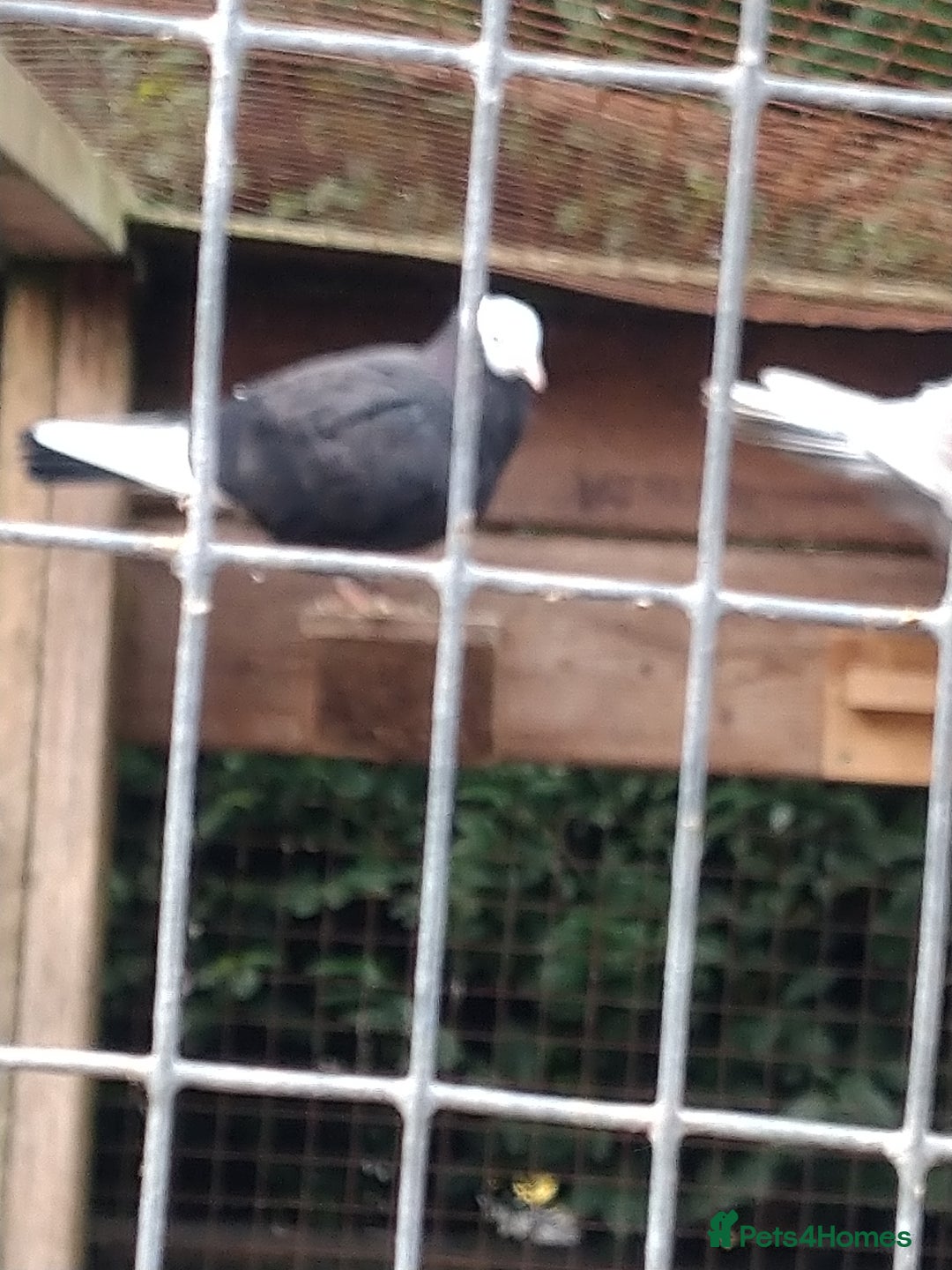 Pigeons birds for sale: Young tipplers/tumblers & racers £3 each - Image 2