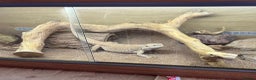 Bearded Dragon reptiles for sale: Bearded dragon + vivarium with accessories  - Advert 7