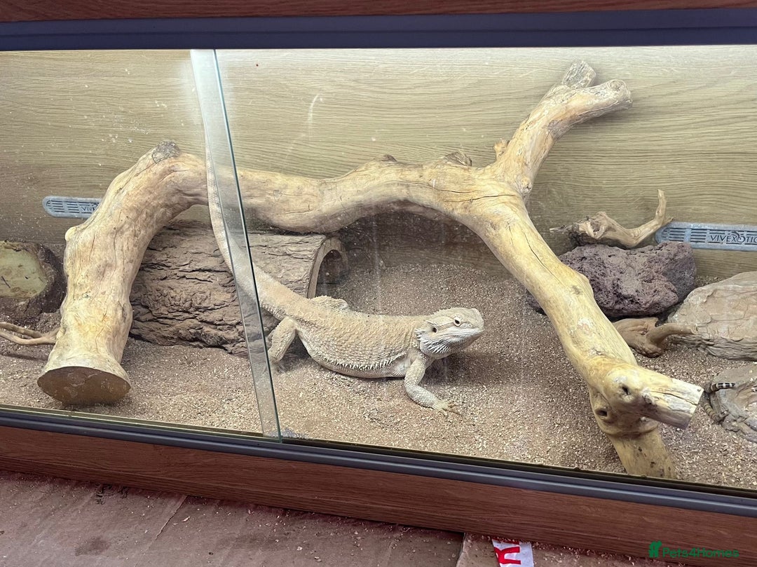 Bearded Dragon reptiles for sale: Bearded dragon + vivarium with accessories  - Advert 7