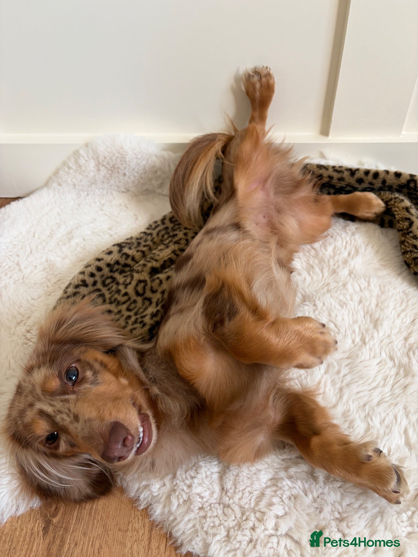 Miniature Dachshund dogs KC Registered Miniature Dachshund Stud Available - Advert 13
