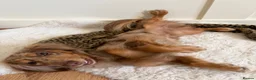 Miniature Dachshund dogs for stud: KC Registered Miniature Dachshund Stud Available - Advert 3