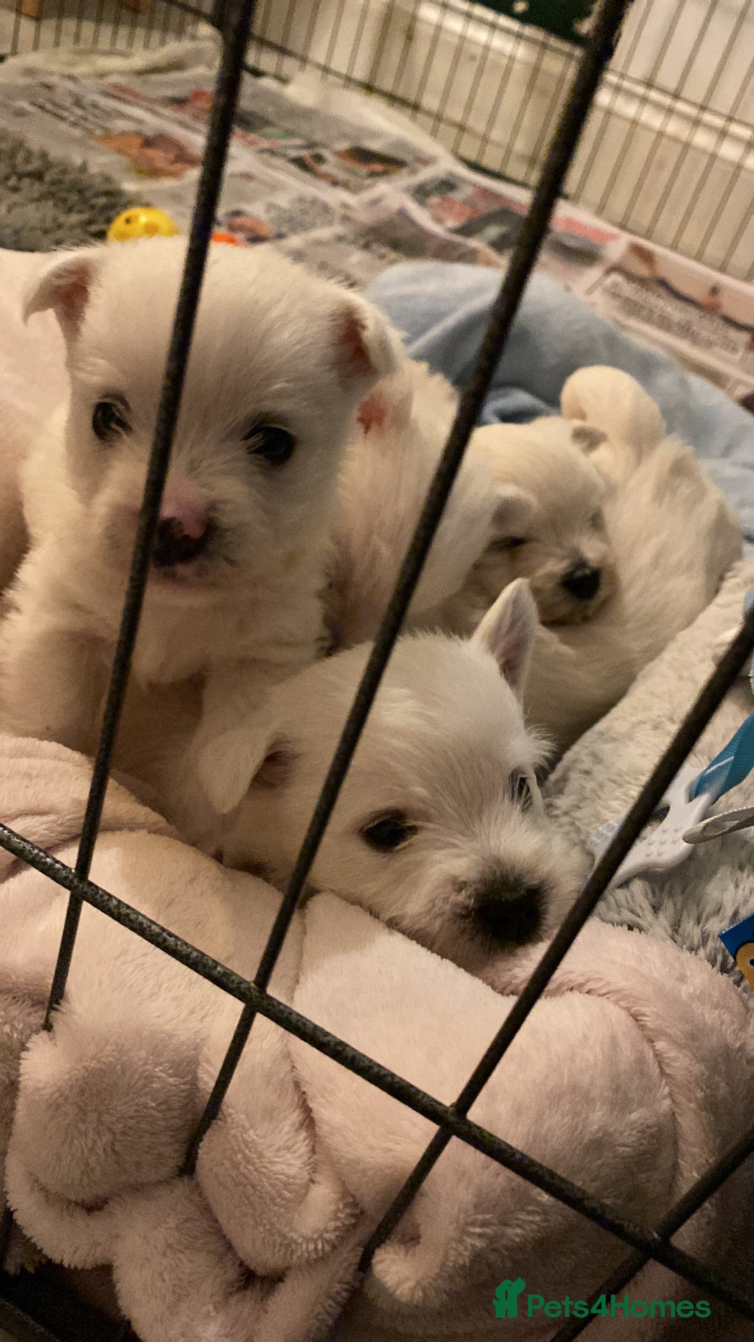 West Highland Terrier dogs for sale: Pure Breed West Highland Terrier - Advert 7
