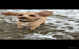 Cockapoo dogs for sale: Male miniature cocker  - Image 3