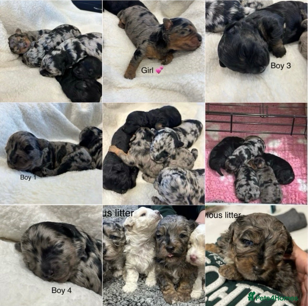 Maltipoo dogs 💎 Adorable Maltipoo Puppies ❤️ - Advert 14