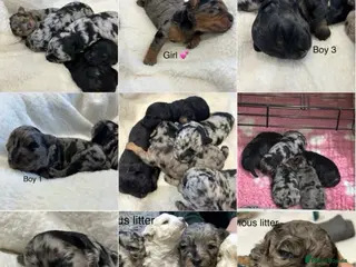 Maltipoo dogs 💎 Adorable Maltipoo Puppies ❤️ - Advert 14