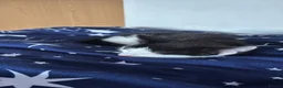 Mixed Breed cats for sale: tuxedo cat for sale in Ilford - Advert 3