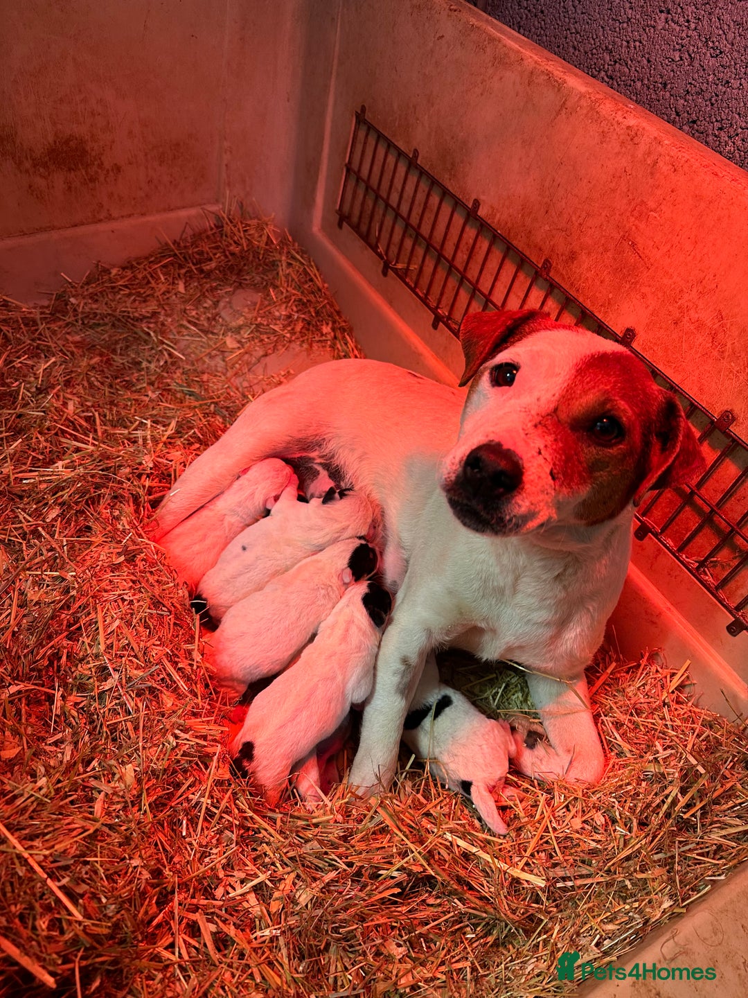 Jack Russell dogs for sale: Beautiful jack russell for sale  - Advert 2