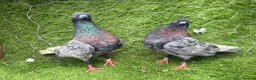 Pigeons birds for sale: Strong Healthy Pigeons £70 Pair - Advert 8