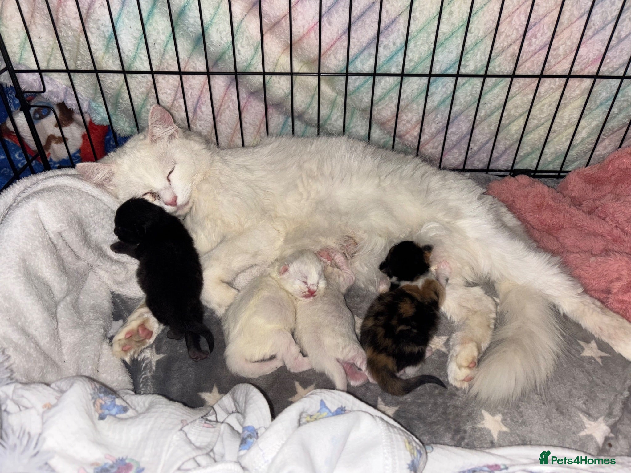 Maine Coon cats # Beautiful ragdoll x Maine Coon Kittens 🐾 - Advert 1