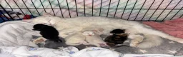 Maine Coon cats for sale: # Beautiful ragdoll x Maine Coon Kittens 🐾 - Advert 1
