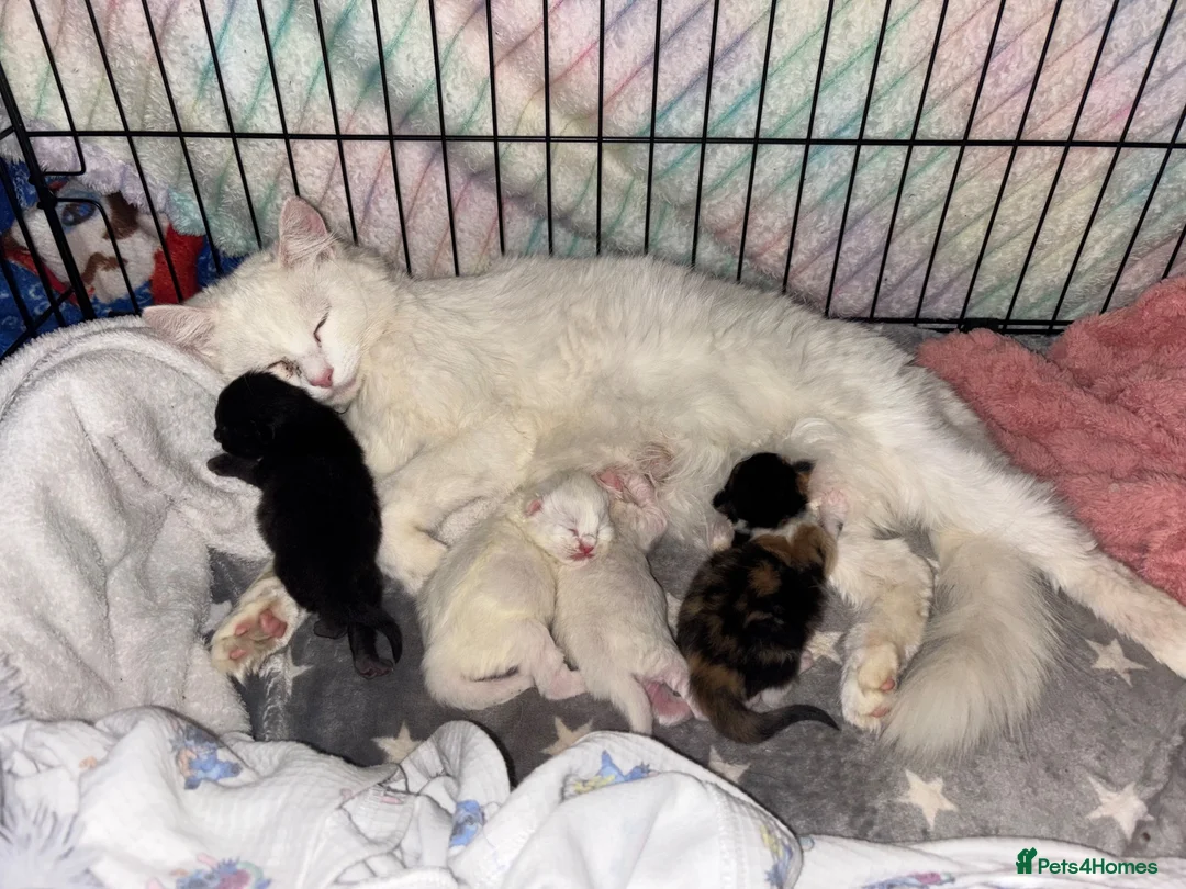 Maine Coon cats for sale: # Beautiful ragdoll x Maine Coon Kittens 🐾 - Advert 1