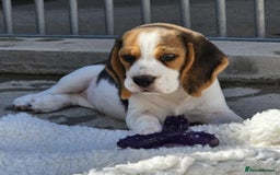 Beagle dogs for sale: Stunning KC Reg Beagle Pups - Ready Now - Image 14