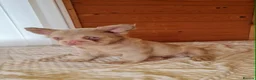 French Bulldog dogs for sale: Fluffy pink husky  **  in Stoke-on-Trent - Advert 4