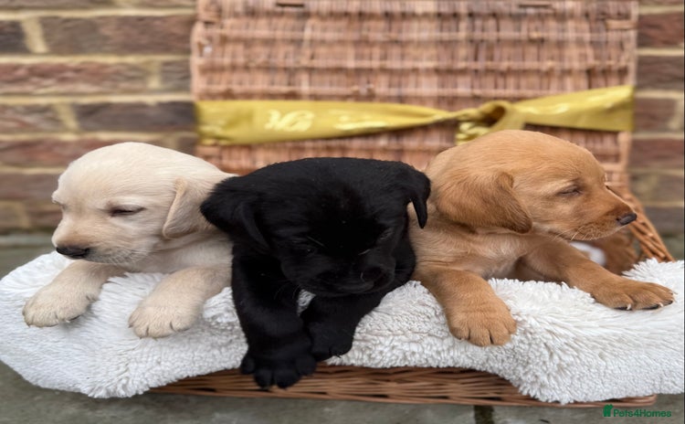 Labrador Retriever dogs - Advert 3