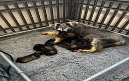 Miniature Schnauzer dogs for sale: Miniature Schnauzer Puppies  - Image 14