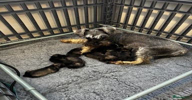 Miniature Schnauzer dogs REDUCED-ALL PUPPIES NOW SOLD - Advert 12