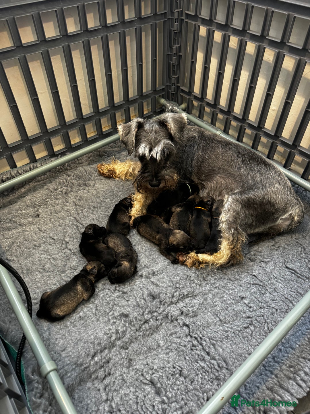 Miniature Schnauzer dogs for sale: Miniature Schnauzer Puppies  - Image 14