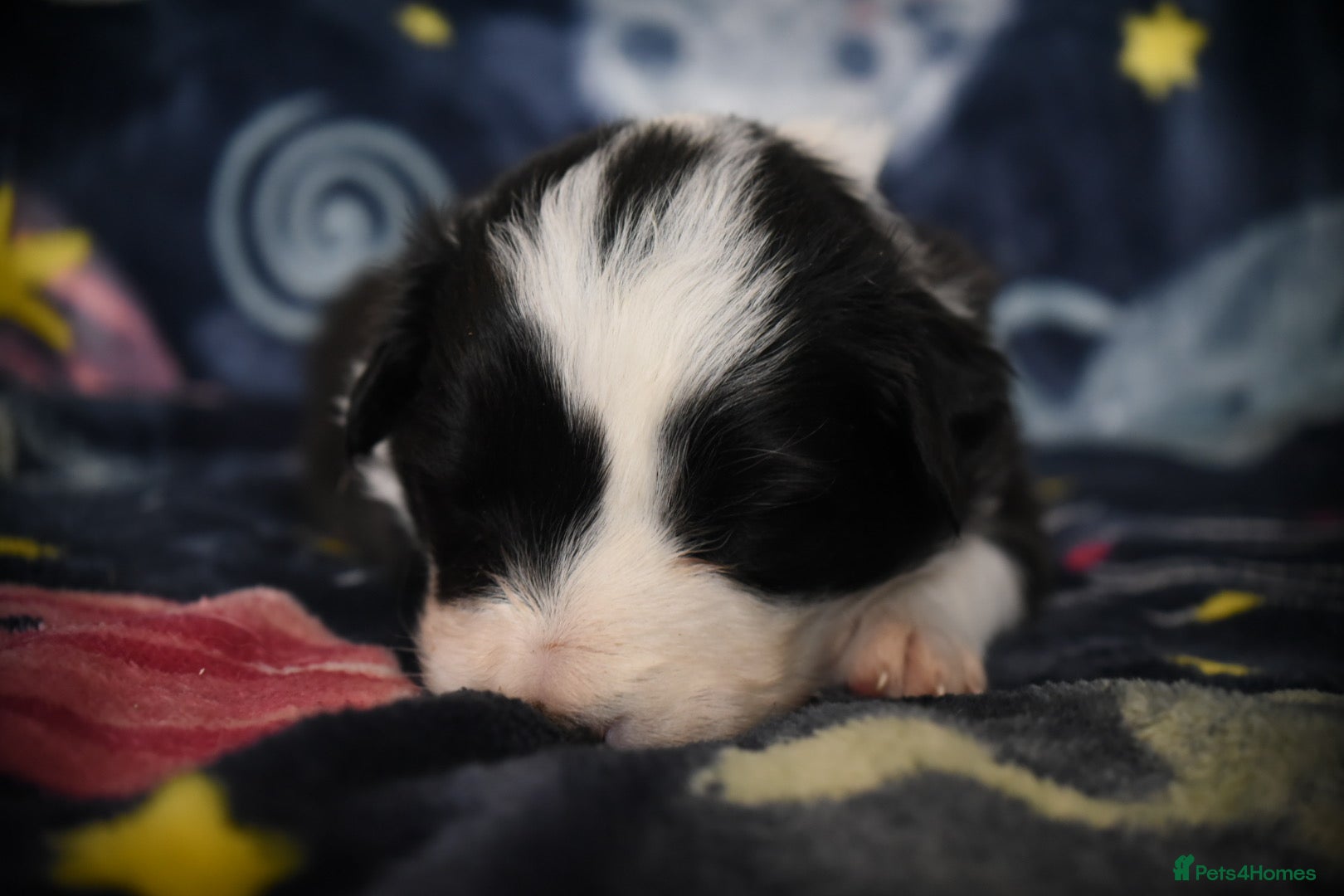 Border Collie dogs for sale: 1 health tested boy left - Advert 13