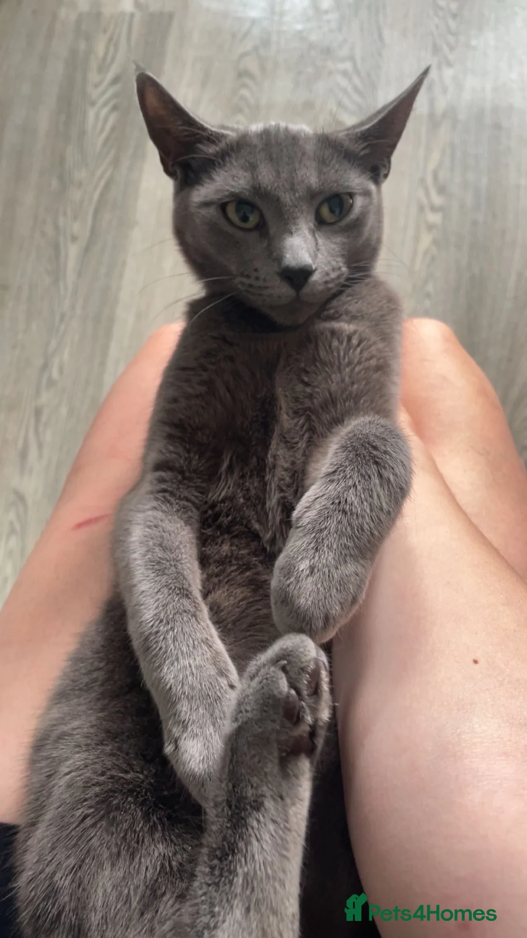 Russian Blue cats for sale: Female Russian blue cat - Advert 3
