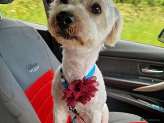 Bichon Frise dogs Lovely Bichon Frise - Advert 1