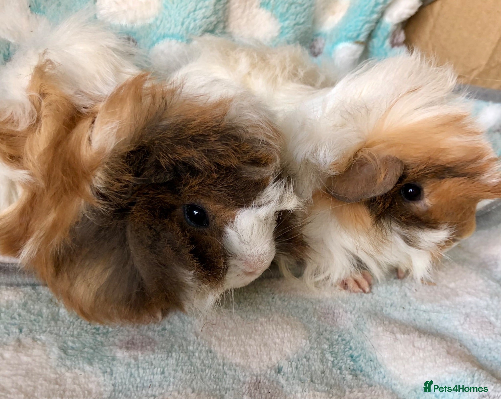 Guinea Pig rodents two beautiful Peruvian brothers  - Advert 21