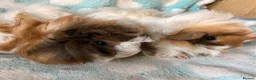 Guinea Pig rodents for sale: two beautiful Peruvian brothers  - Advert 1