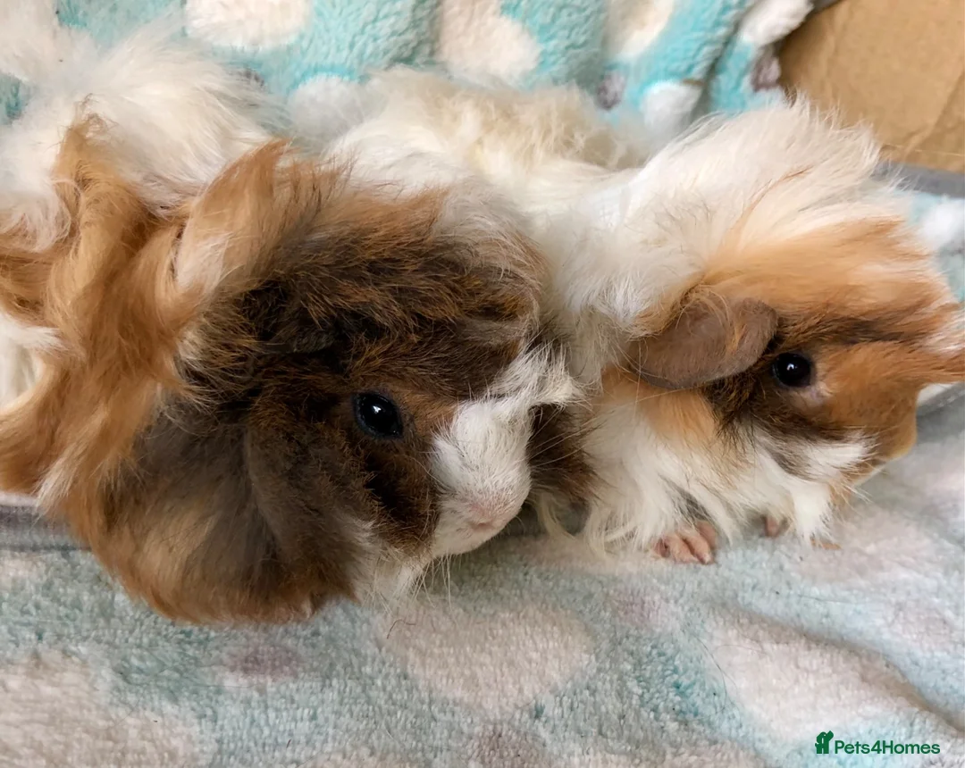 Guinea Pig rodents for sale: two beautiful Peruvian brothers  - Advert 1