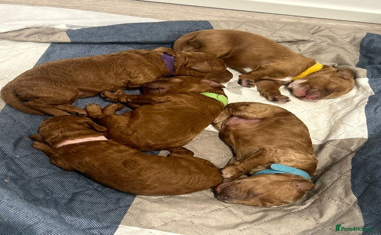 Cavapoo dogs - Advert 12