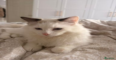 Ragdoll cats - Advert 1