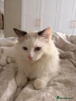 Ragdoll cats - Advert 1