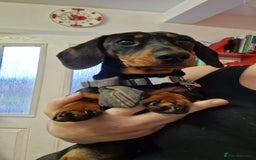 Miniature Dachshund dogs for stud: STUD - KC REG Mini Dachshund -PROVEN - Image 19