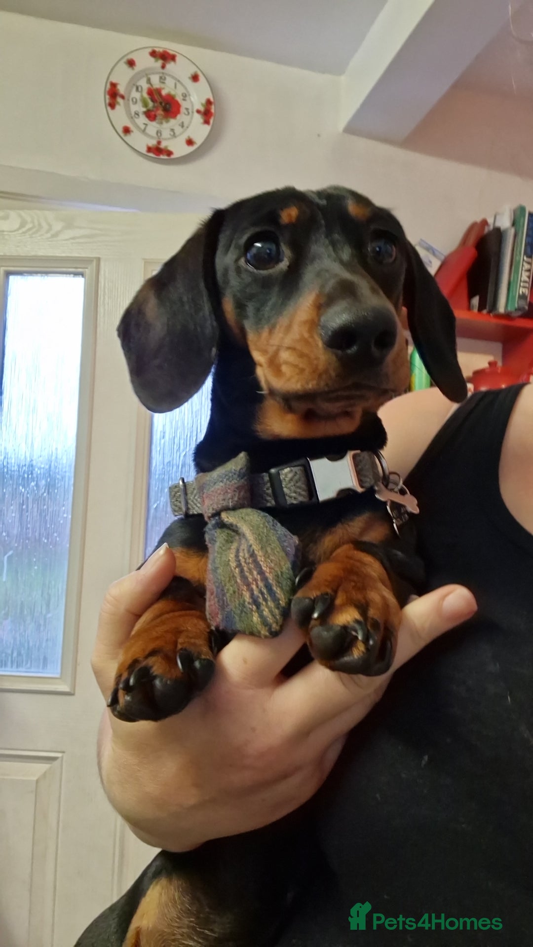 Miniature Dachshund dogs for stud: STUD - KC REG Mini Dachshund -PROVEN - Image 19