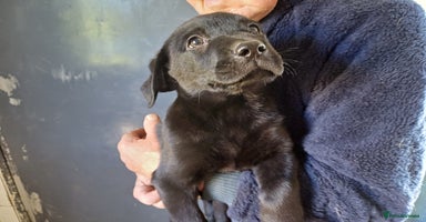 Labrador Retriever dogs - Advert 2