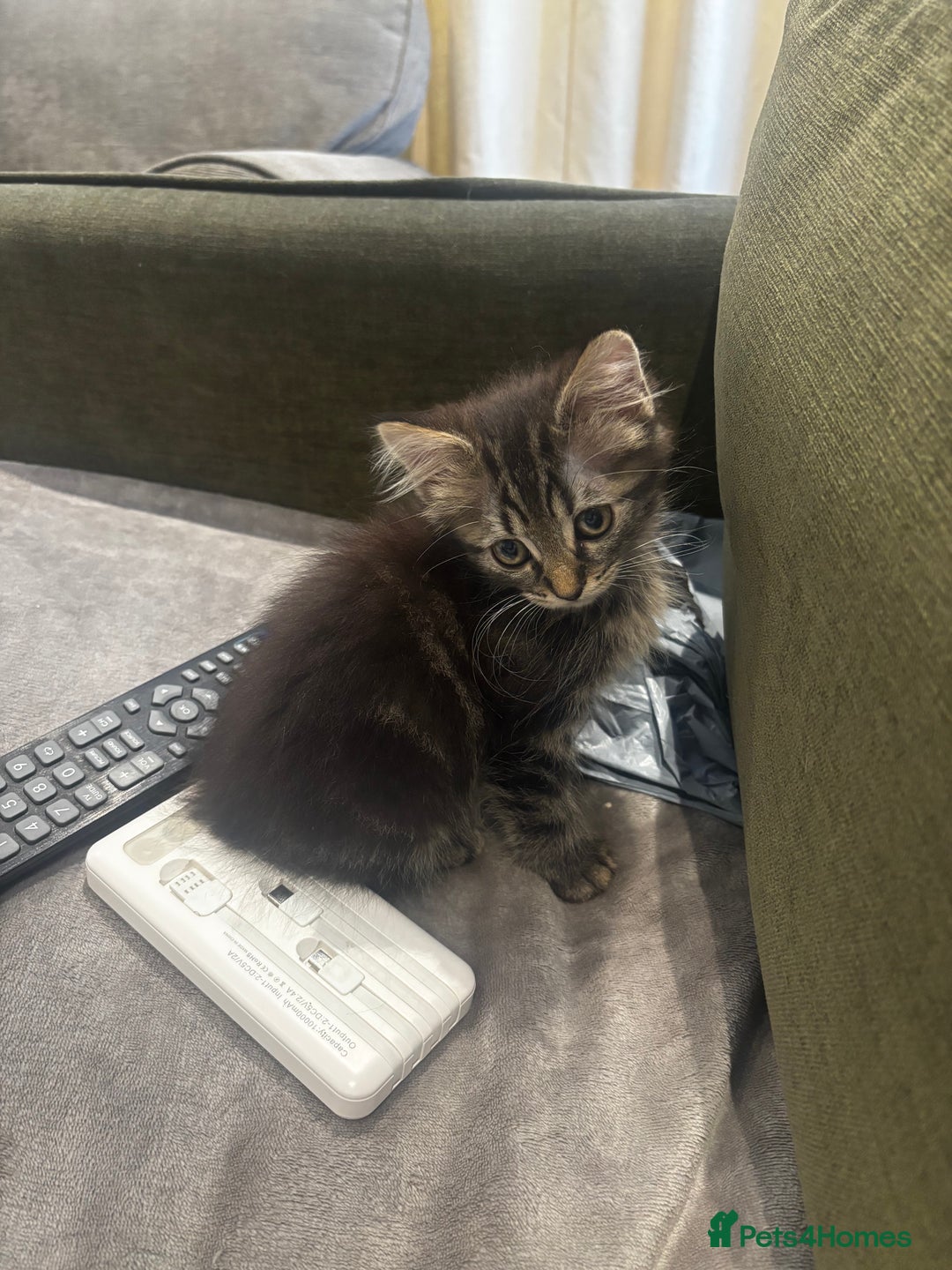 British Shorthair cats for sale: Charming British Shorthair-Siberian Mix kitten - Image 7