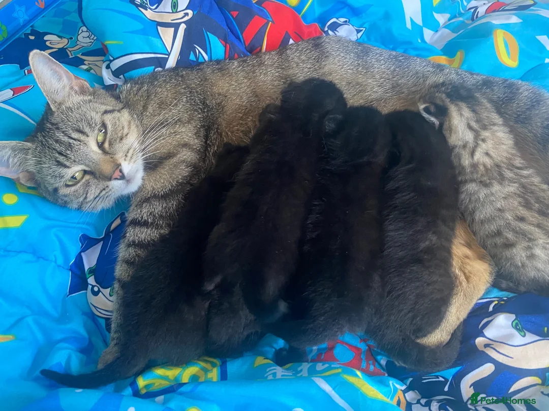 Mixed Breed cats for sale: Mixed breed kittens  - Advert 2
