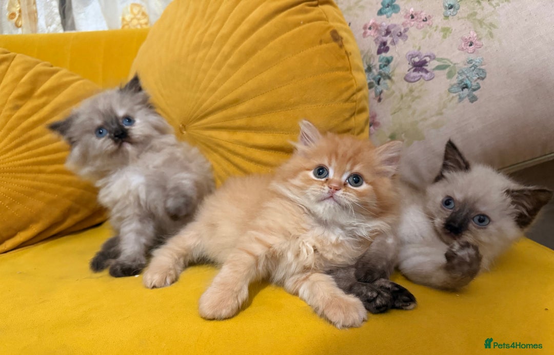 Mixed Breed cats for sale: Ragdoll X Persian kittens  - Advert 11