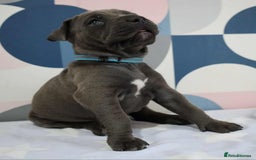 Mixed Breed dogs for sale: American bulldog mix puppy - Image 4